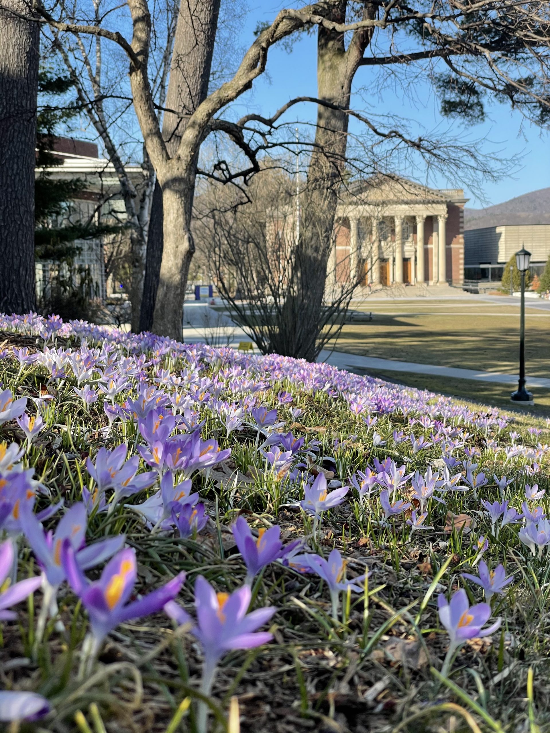 IMG_5727 a photo with a field of crocuses in the foreground and Chapin Hall in the background in the early spring