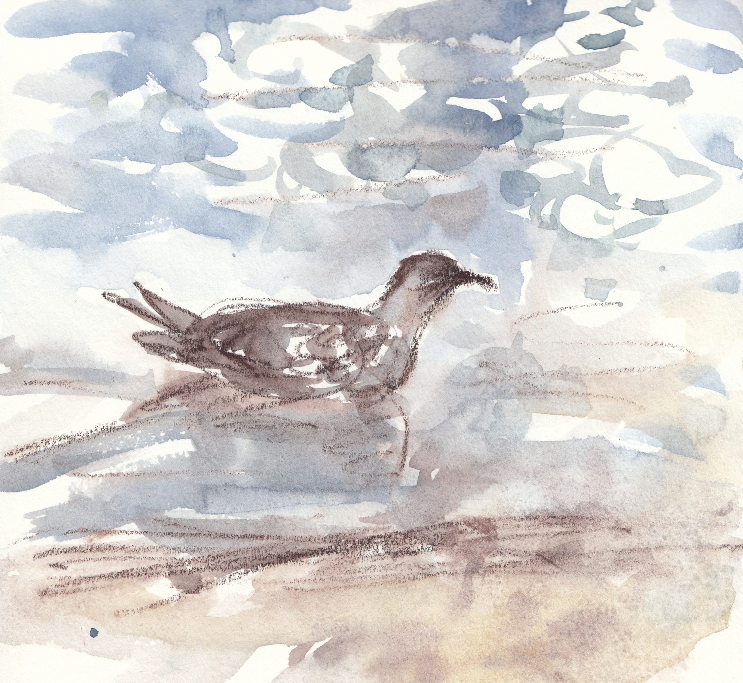 herring-glide-sketch-biologist